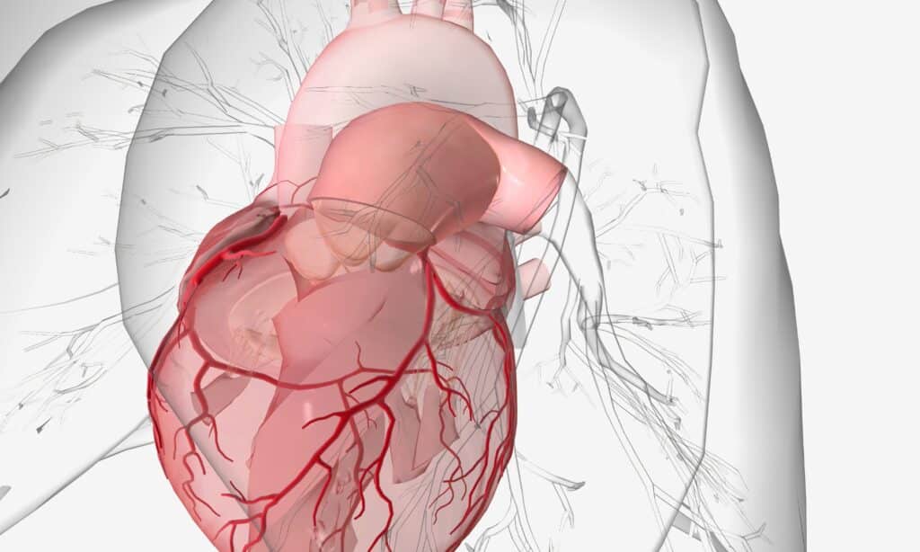 système cardiovasculaire et stress